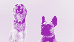 Co-Therapeuten | Isabella Badwal, Beratung Hamburg